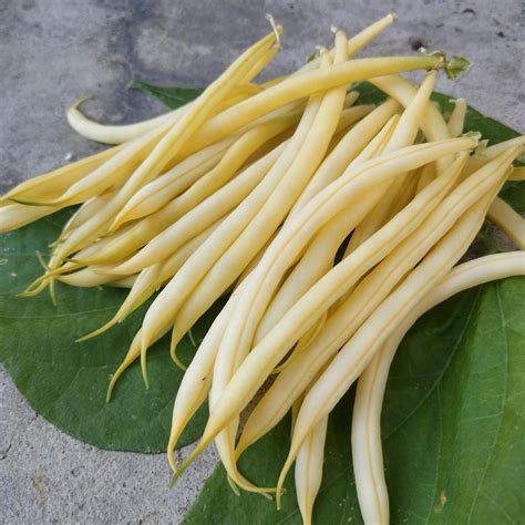 Yellow Bush Bean 'Dior' (Phaseolus vulgaris) organic 